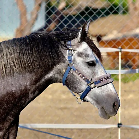 Bed & Breakfast Les Chevaux De Coeur Estepona