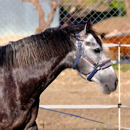 Les Chevaux De Coeur Estepona